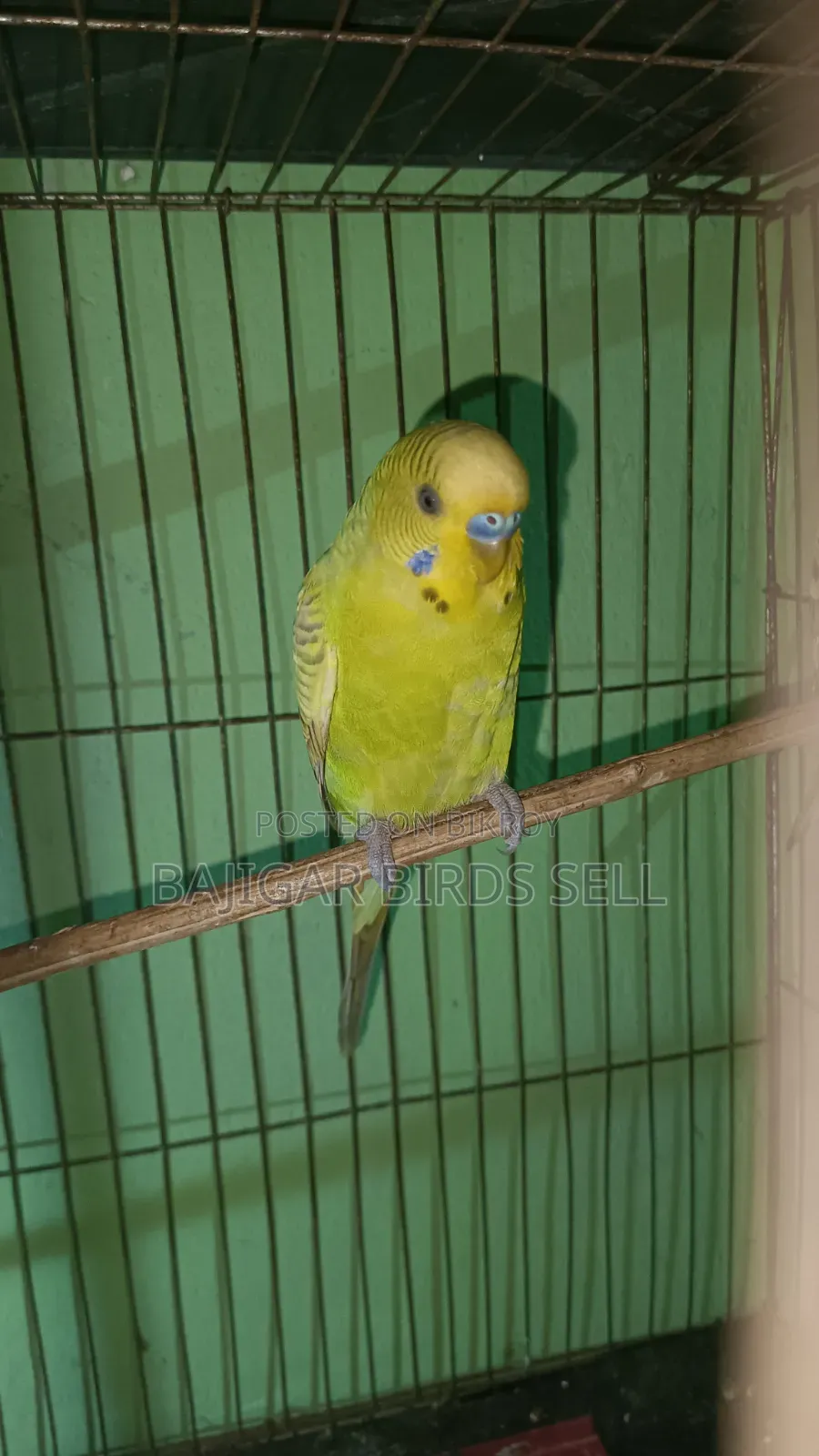 বাজিগর অ্যাডাল্ট মেল