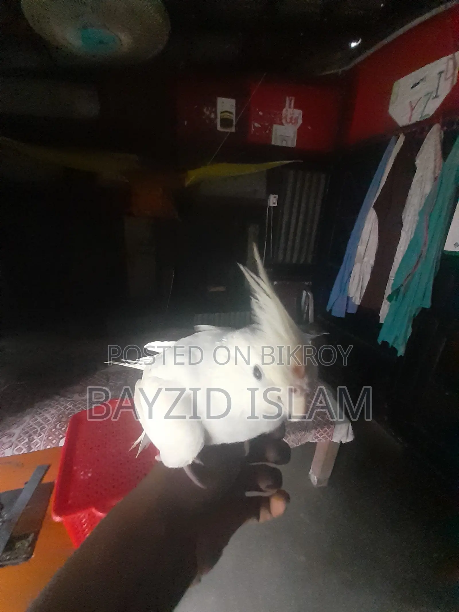 পোষা ককাটেল পাখি
