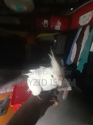 পোষা ককাটেল পাখি