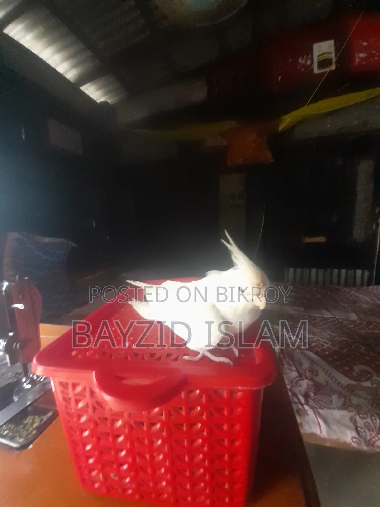 পোষা ককাটেল পাখি