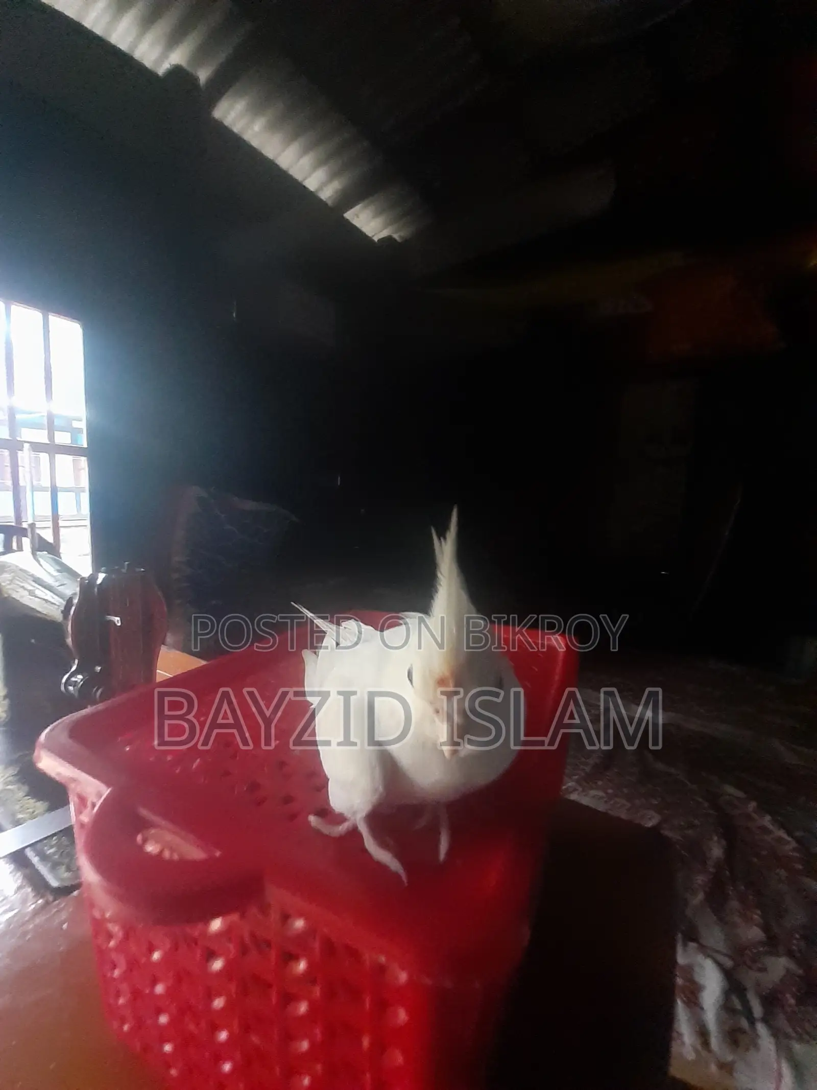 পোষা ককাটেল পাখি