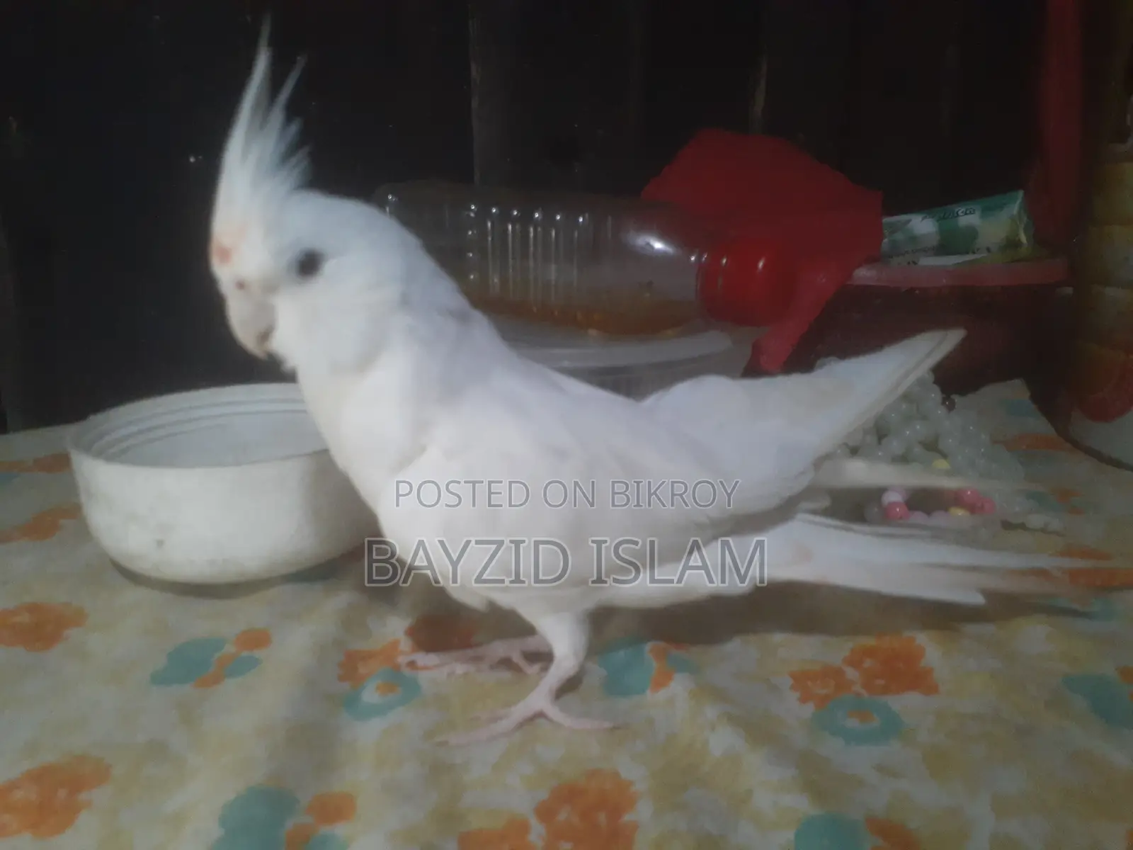 পোষা ককাটেল পাখি