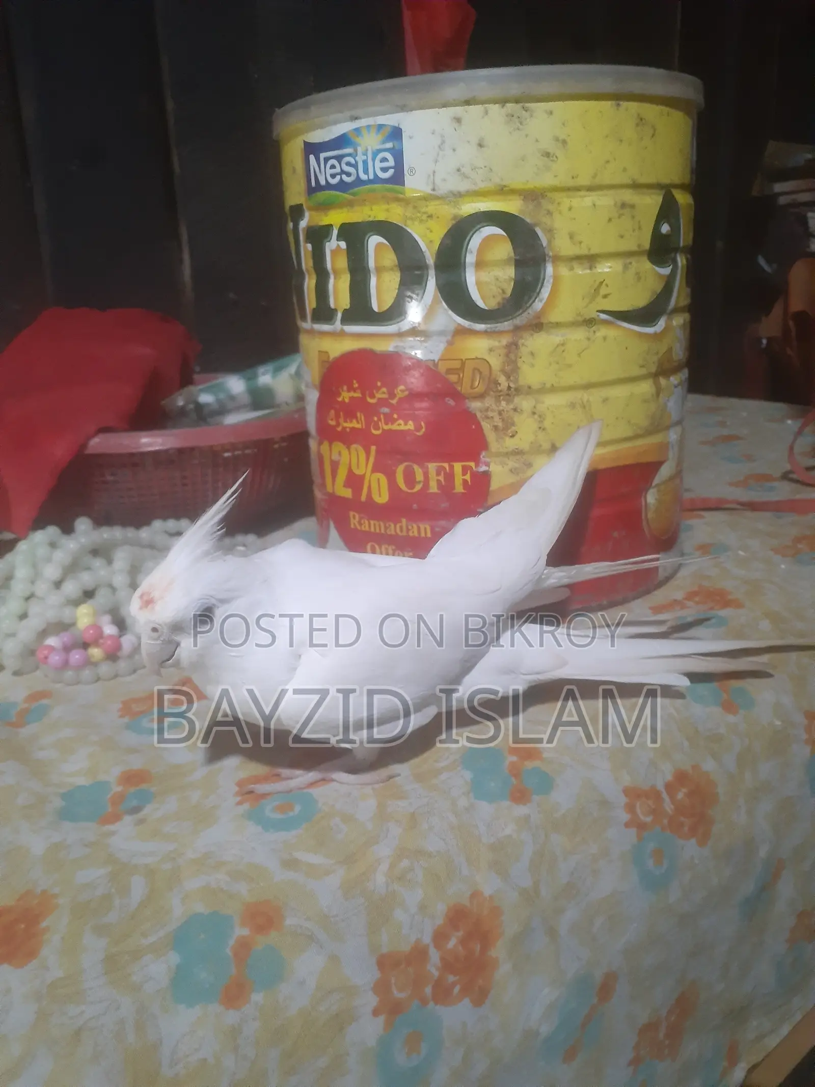 পোষা ককাটেল পাখি
