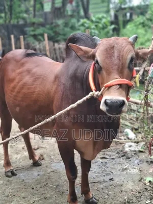 Cattle for meat or rearing will be sold