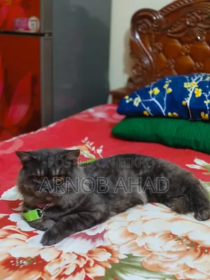 ৬-১২ মাসের নর মিশ্র জাতের পার্সিয়ান