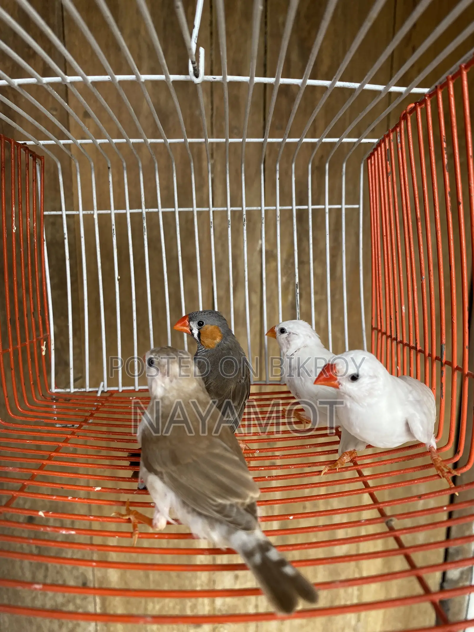 ফিঞ্চ পাখি (ফিঞ্চ বার্ড)