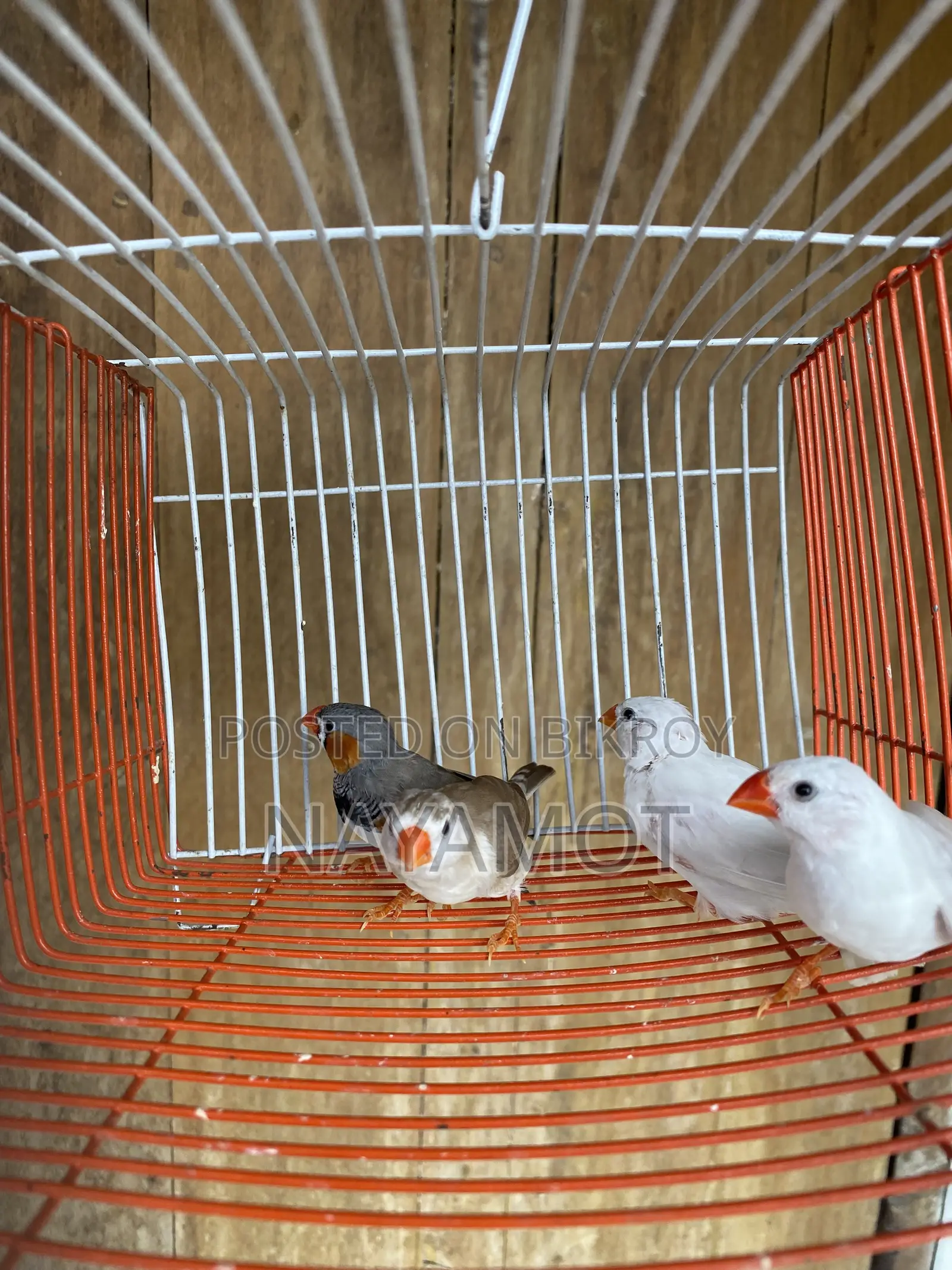 ফিঞ্চ পাখি (ফিঞ্চ বার্ড)