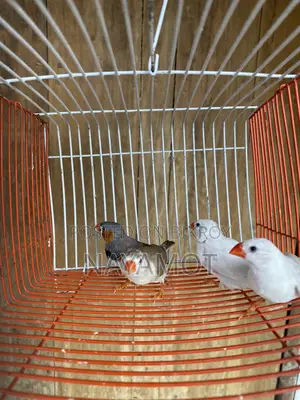 ফিঞ্চ পাখি (ফিঞ্চ বার্ড)