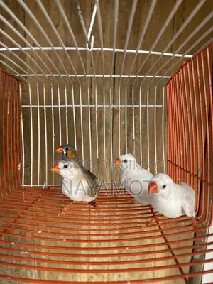 ফিঞ্চ পাখি (ফিঞ্চ বার্ড)