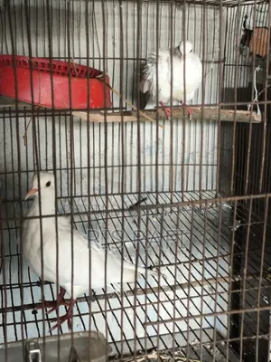 Australian Dove Pair