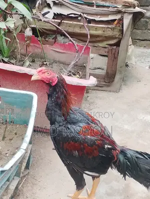 100% Original Asil Rooster for Sale
