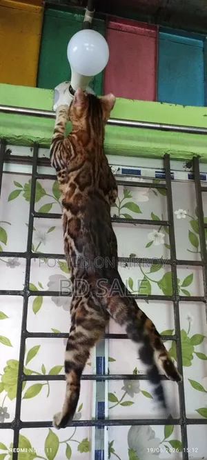 ৬-১২ মাসের ফিমেল পিওরব্রিড বেঙ্গল