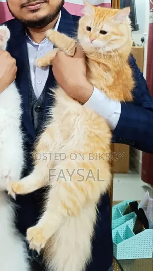 ১+ বছর বয়সী ফিমেল পিওরব্রেড পার্সিয়ান