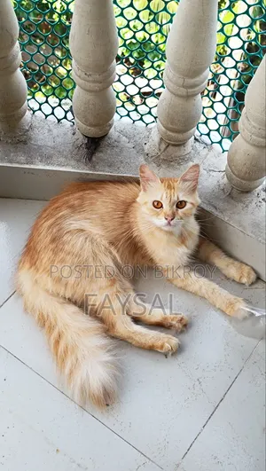১+ বছর বয়সী ফিমেল পিওরব্রেড পার্সিয়ান
