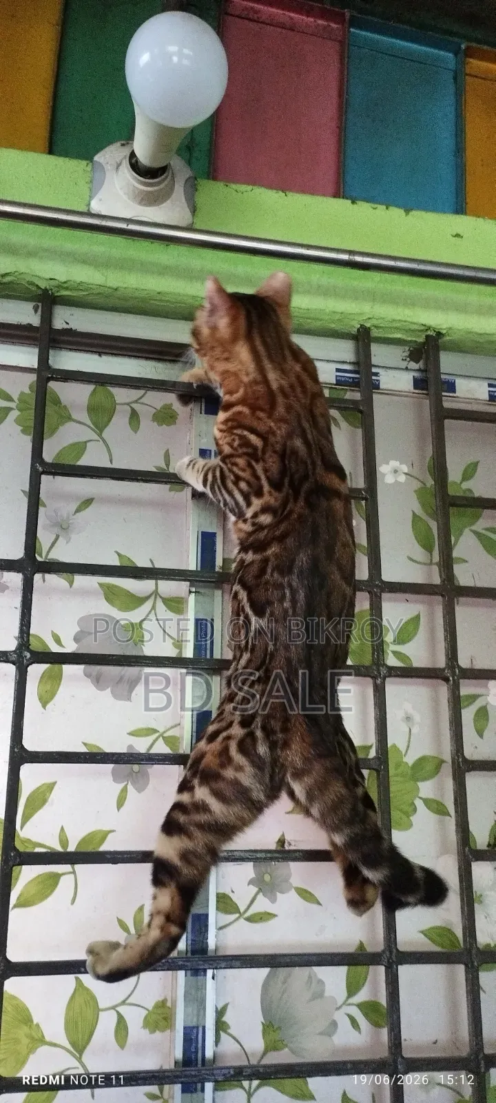 ৬-১২ মাসের ফিমেল পিওরব্রিড বেঙ্গল