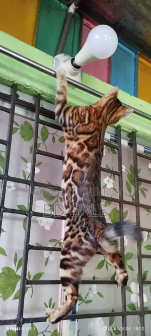 ৬-১২ মাসের ফিমেল পিওরব্রিড বেঙ্গল