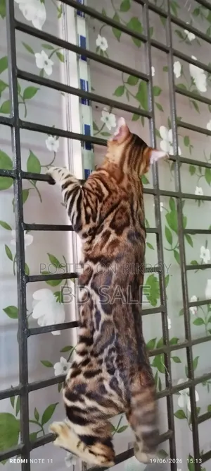 ৬-১২ মাসের ফিমেল পিওরব্রিড বেঙ্গল
