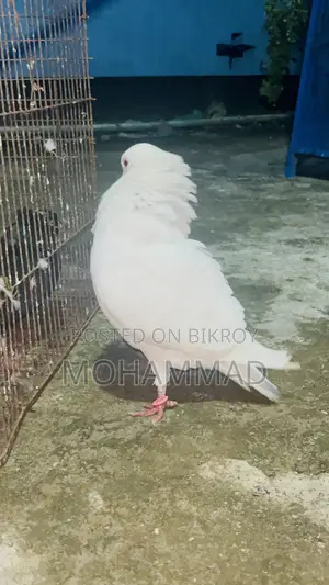 সাদা চুনা ।