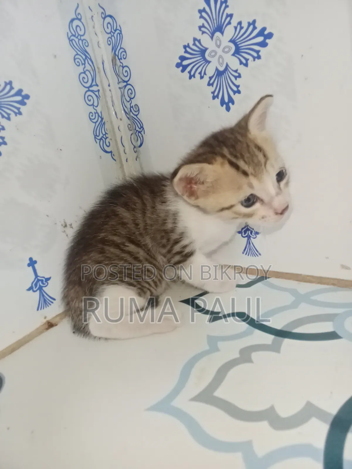 1-3 Months Female Purebred Bengal