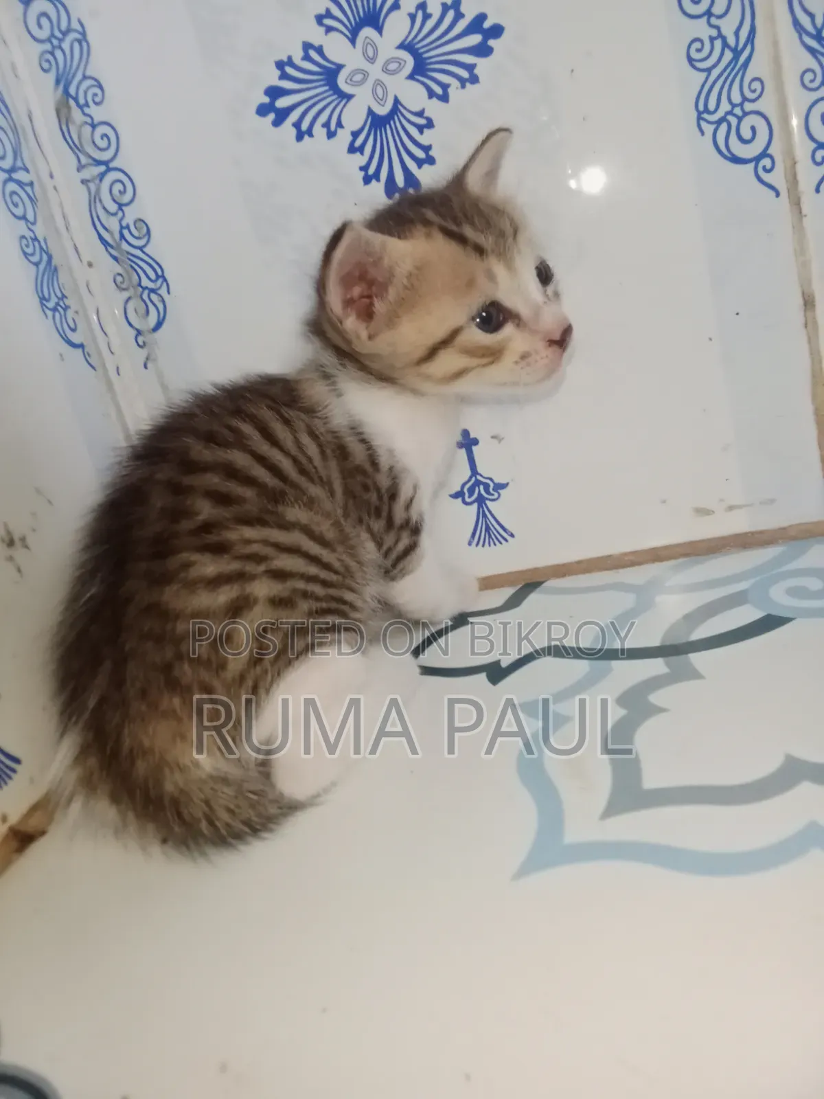 1-3 Months Female Purebred Bengal