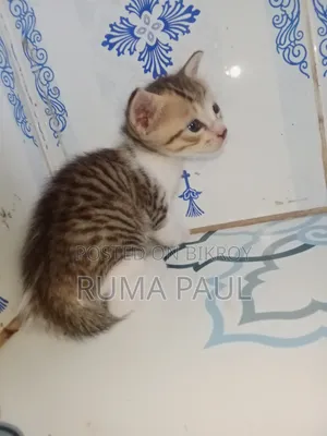 1-3 Months Female Purebred Bengal