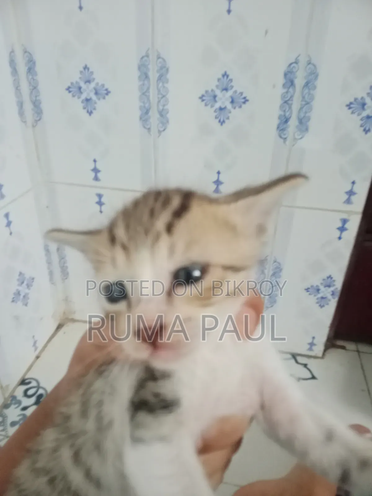 1-3 Months Female Purebred Bengal