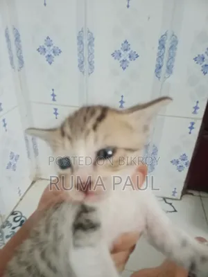 1-3 Months Female Purebred Bengal