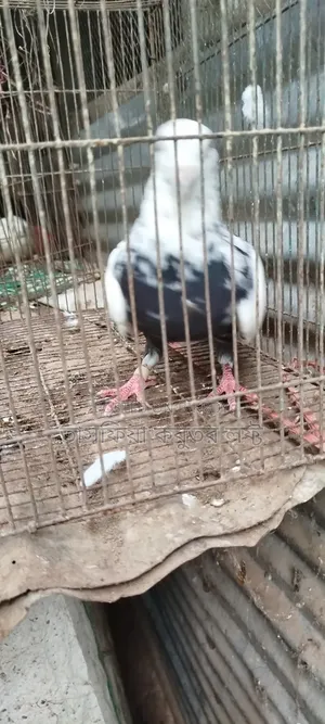 বিক্রয় করা হবে