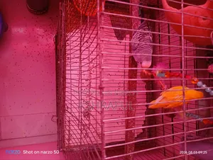 হলুদ আর নীল পাখিটা বিক্রি করা হবে