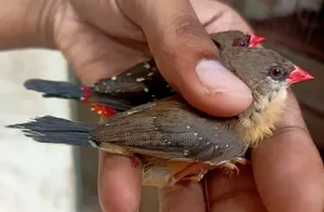 স্ট্রবেরি ফিঞ্চ প্রাপ্তবয়স্ক জোড়া