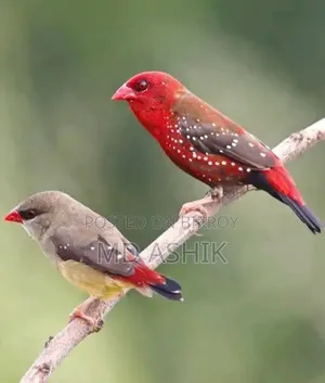 স্ট্রবেরি ফিঞ্চ অ্যাডাল্ট জোড়া