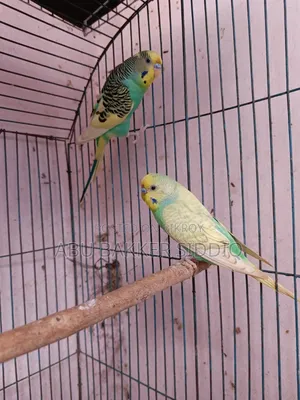 বাজিগর মেল