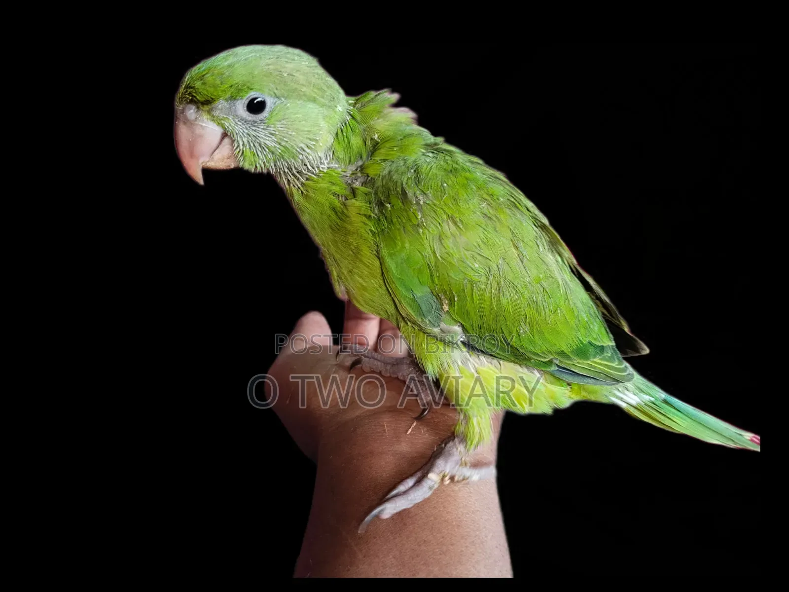 ইন্ডিয়ান রিং নেক বেবি
