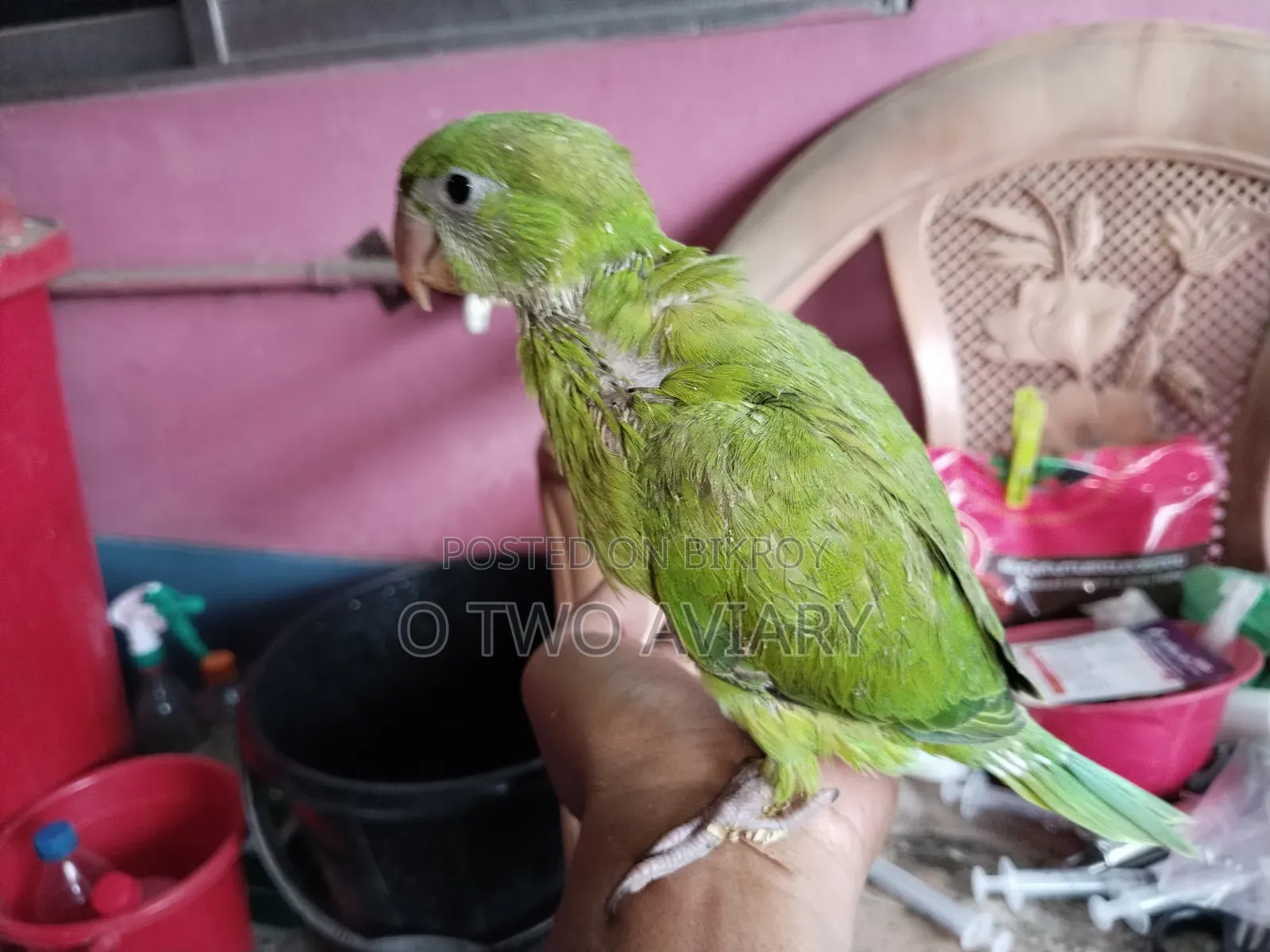 ইন্ডিয়ান রিং নেক বেবি
