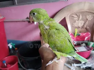 ইন্ডিয়ান রিং নেক বেবি