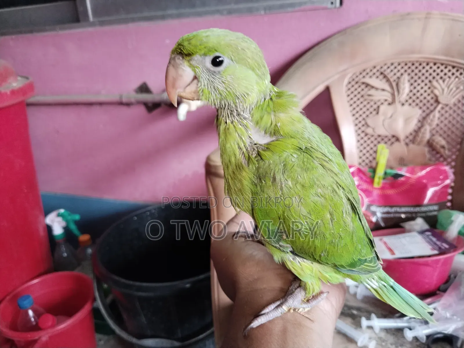 ইন্ডিয়ান রিং নেক বেবি