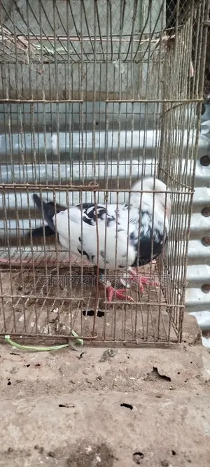 বিক্রয় করা হবে