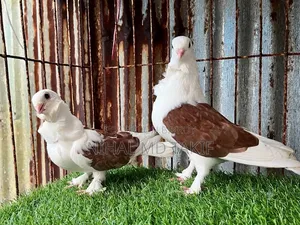 ফেন্সি কবুতর বিক্রি