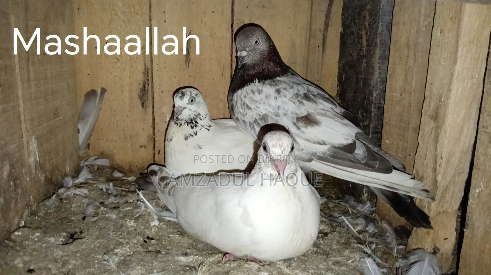 গিরিবাজ কবুতর