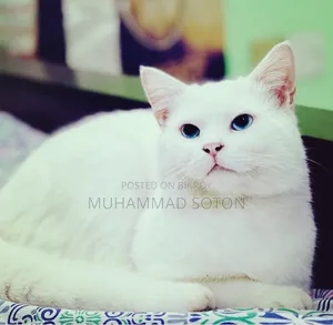 6-12 Months Male Purebred Persian
