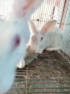 Rabbits for Sale
