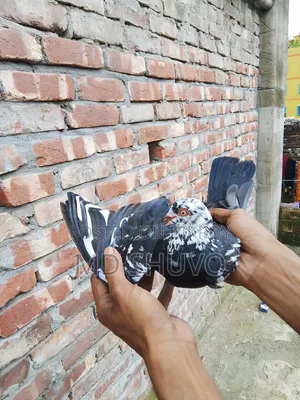 ইন্ডিয়ান সাদাগলা পেয়ার
