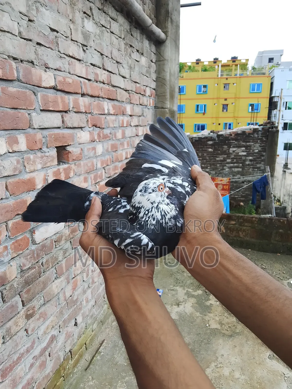 ইন্ডিয়ান সাদাগলা পেয়ার
