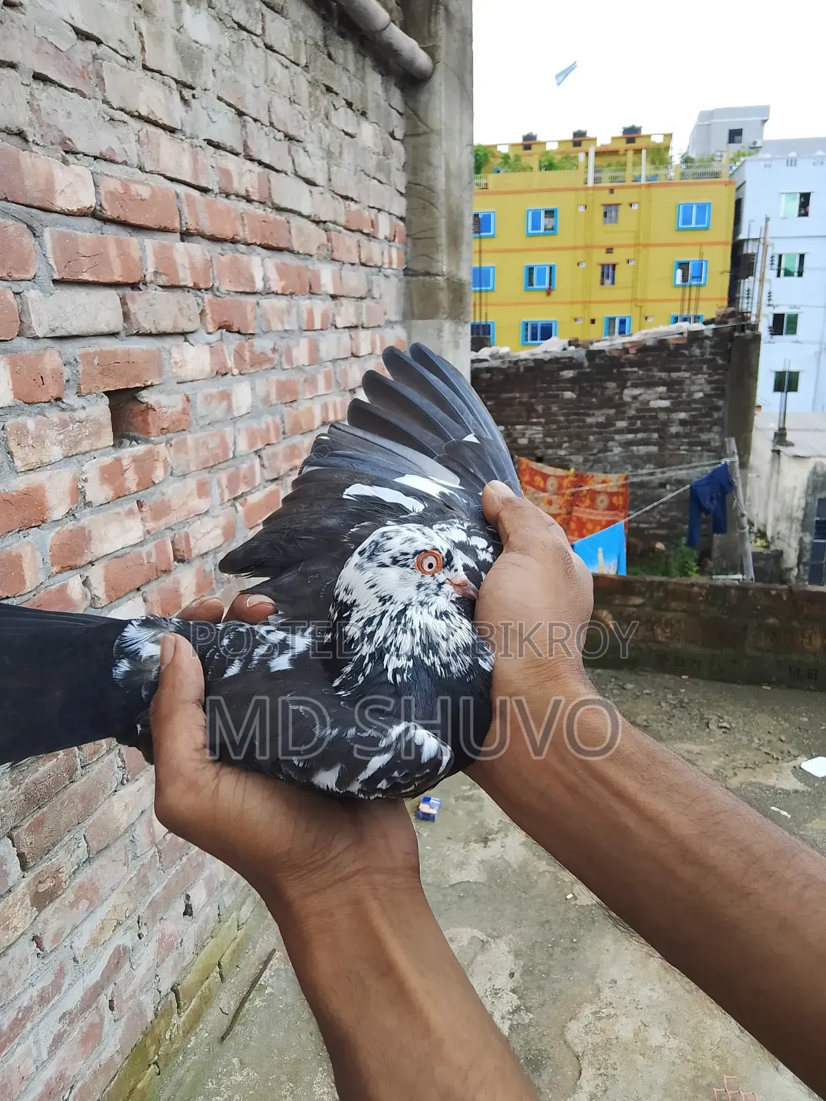 ইন্ডিয়ান সাদাগলা পেয়ার