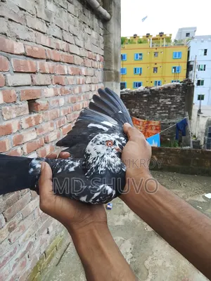 ইন্ডিয়ান সাদাগলা পেয়ার