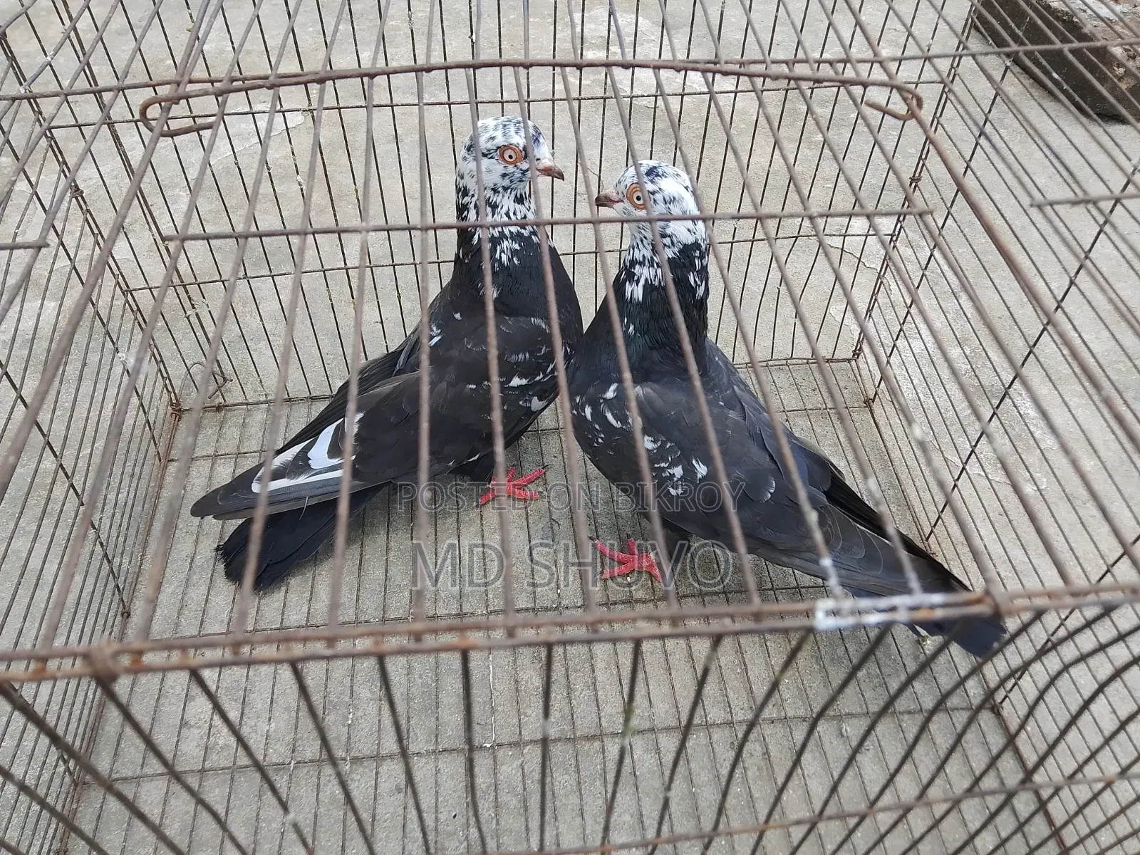ইন্ডিয়ান সাদাগলা পেয়ার