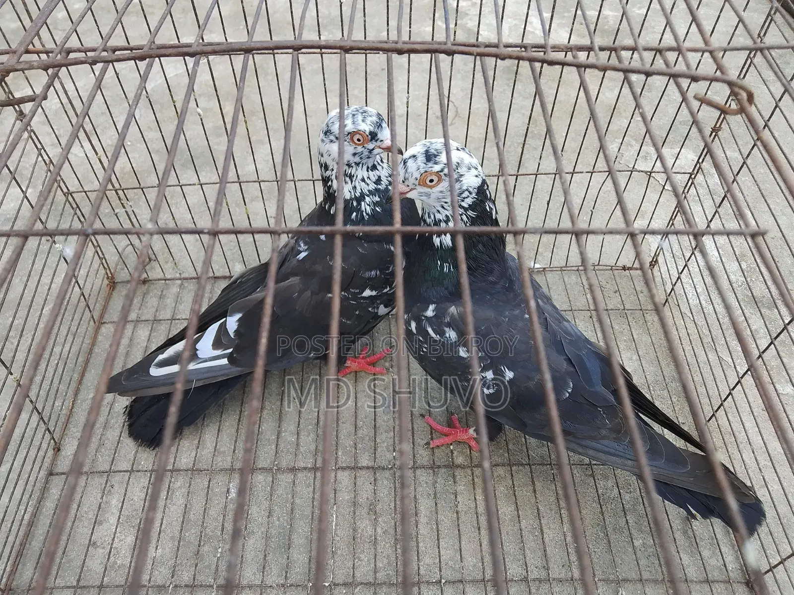 ইন্ডিয়ান সাদাগলা পেয়ার