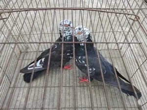 ইন্ডিয়ান সাদাগলা পেয়ার
