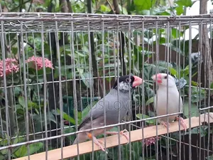 ১ জোড়া জাভা পাখি