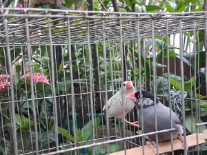 ১ জোড়া জাভা পাখি